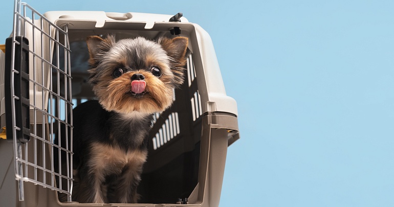 "Аэрофлот" разрешил перевозить животных на соседнем пассажирском кресле