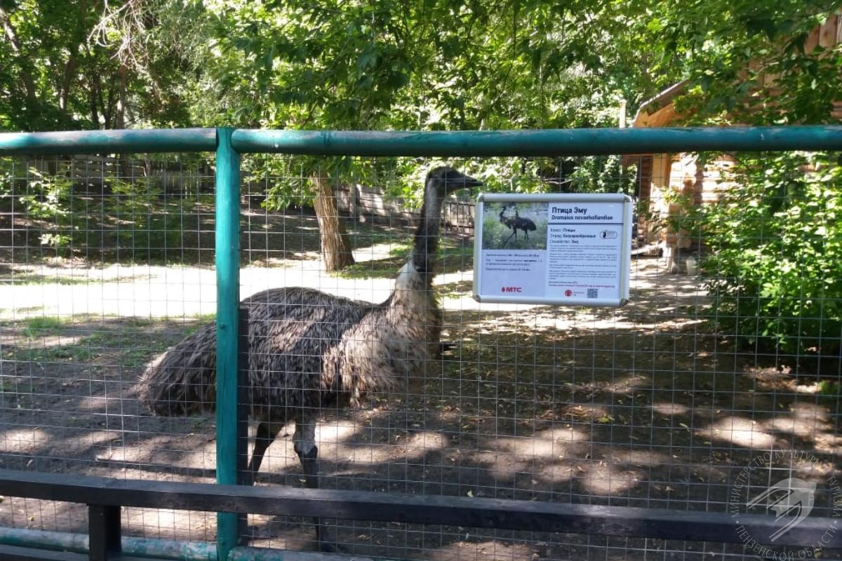 Пензенский зоопарк сайт