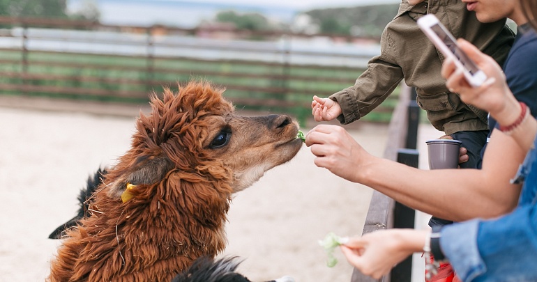 Осенние каникулы в «Казеевке»!