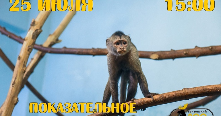 25 июля в Пензенском зоопарке пройдет показательное кормление приматов - капуцинов плакс