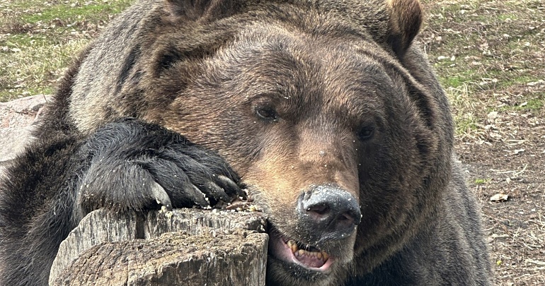 Экологический праздник «День медведя» Экологический праздник «День медведя»