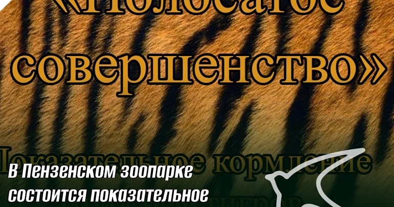 В Пензенском зоопарке состоится показательное кормление амурских тигров