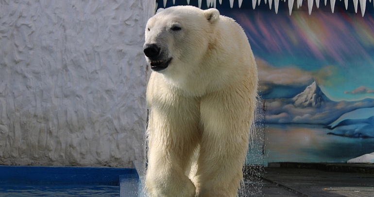 Международный день белого медведя «Полярная одиссея»