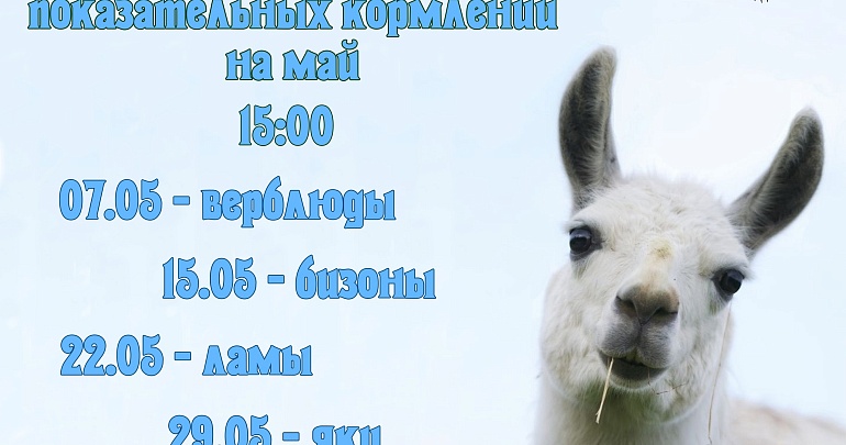 Расписание показательных кормлений в Пензенском зоопарке на май