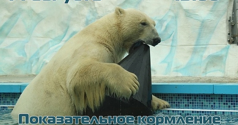 Пензенский Зоопарк приглашает всех желающих на показательные кормления всеобщего любимца - белого медведя