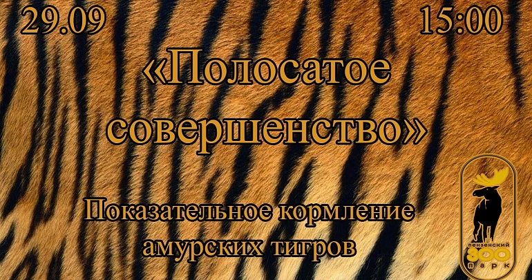 В Пензенском зоопарке состоится показательное кормление амурских тигров